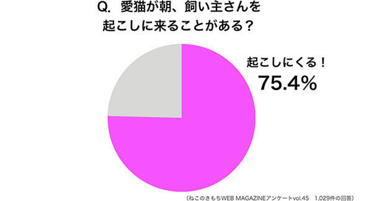 朝 愛猫が起こしにくることがある 胸キュンエピソードに共感 ねこのきもちweb Magazine 朝 愛猫が起こしにくることがある 胸キュンエピソードに共感 ねこのきもちweb Magazine