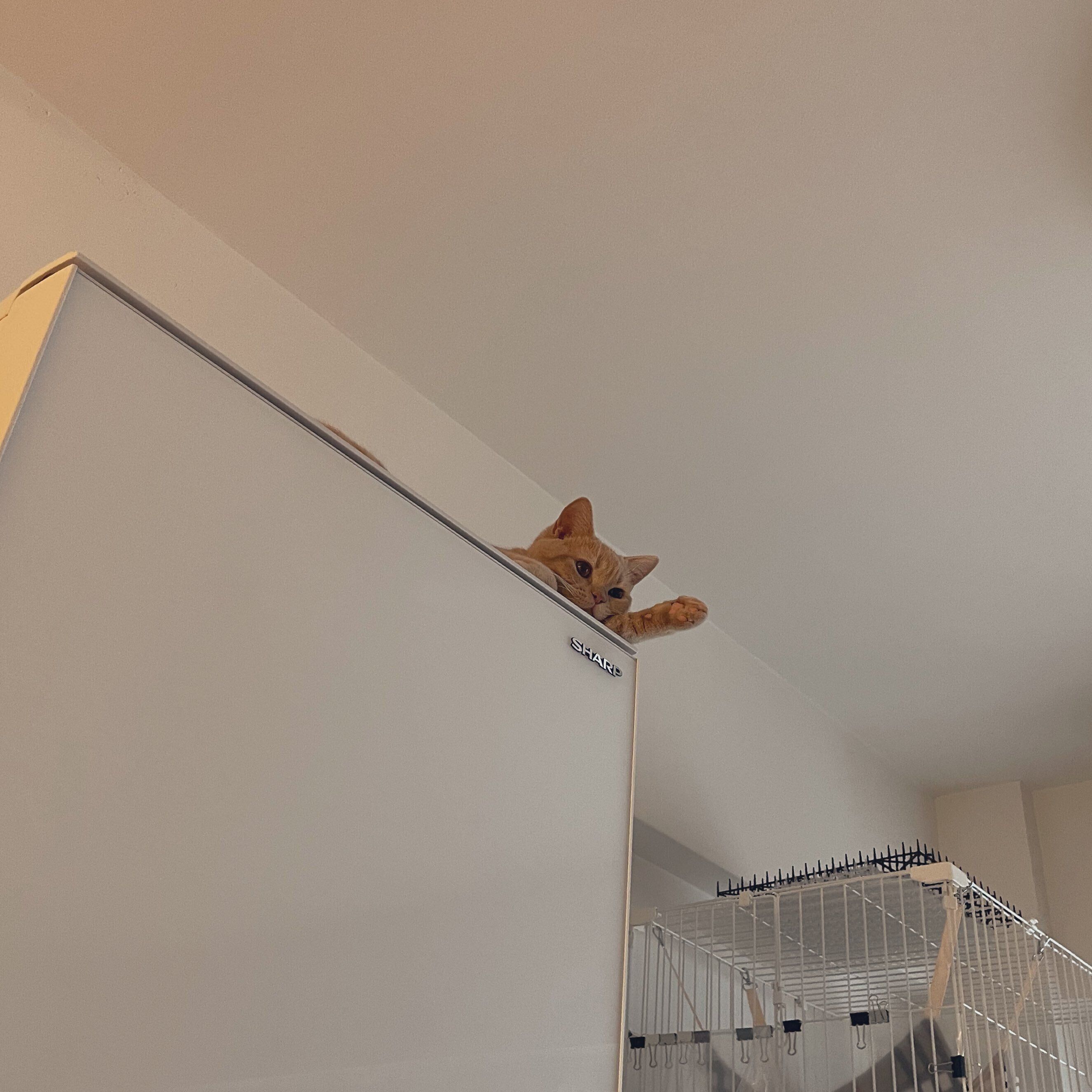 話題の投稿　冷蔵庫の上にのるおもちくん