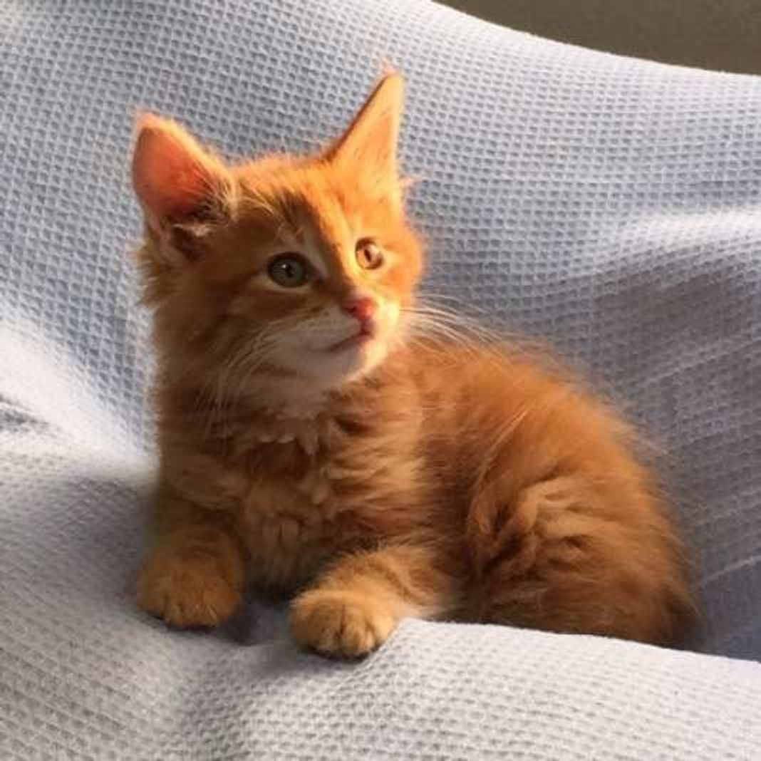 獣医師監修 大型猫メインクーンの大きさや性格 飼い方のコツは ねこのきもちweb Magazine 獣医師監修 大型猫メインクーンの大きさや性格 飼い方のコツは ねこのきもちweb Magazine