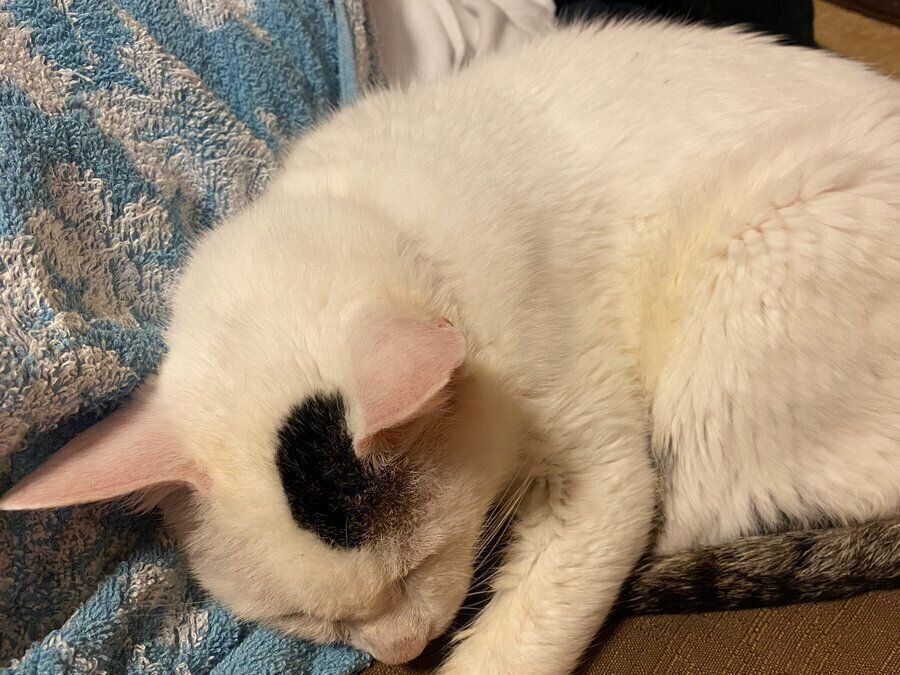 洗濯物の上で眠るハクくん