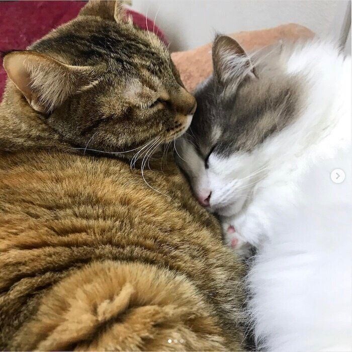 くっついて眠るキジネコとノルウェージャン