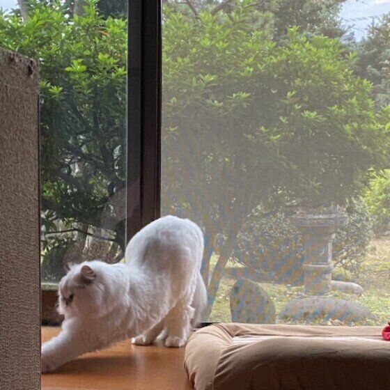 伸びるあいちゃん（ペルシャ）