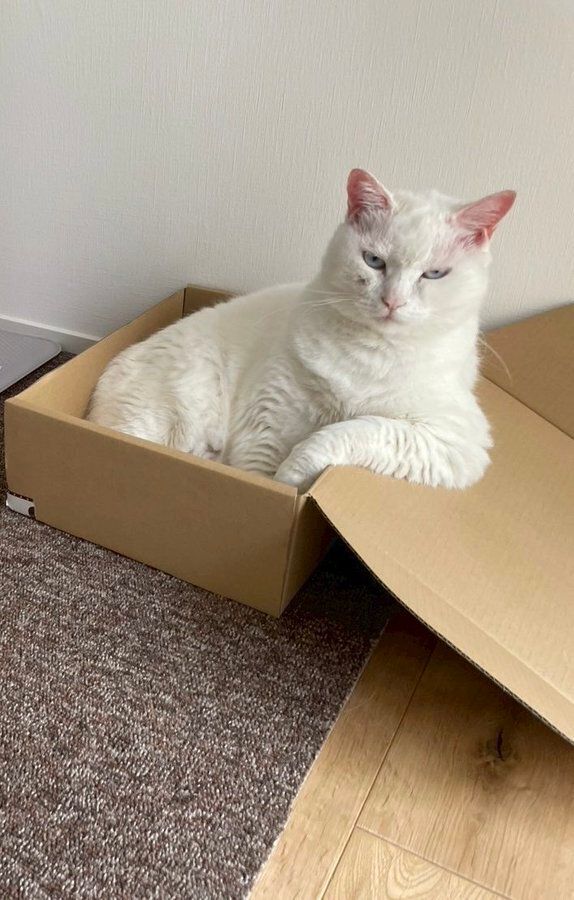 箱の中に座る猫