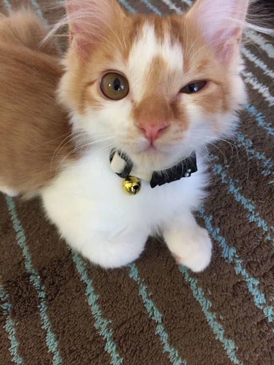 ウインクをするMIXの抹茶君