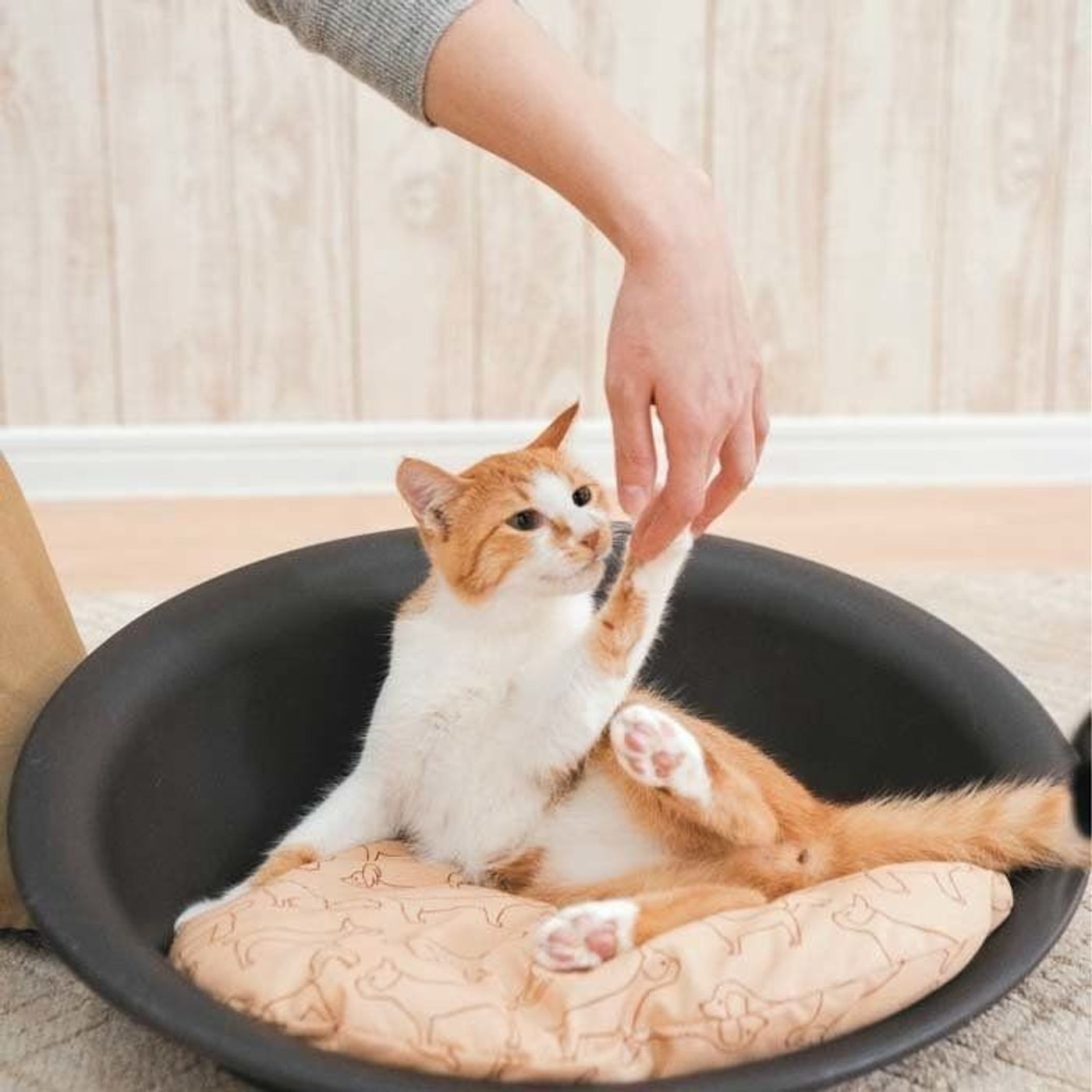 遊んでいるときはご用心 愛猫に 噛む 引っかく をされないために ねこのきもちweb Magazine 遊んでいるときはご用心 愛猫に 噛む 引っかく をされないために ねこのきもちweb Magazine