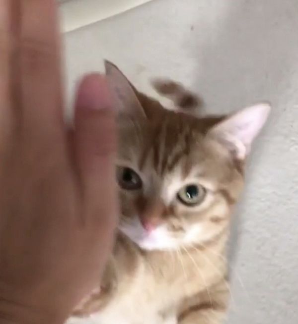 ハイタッチをする猫