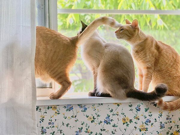 外を眺めるなみちゃん、1号くん、2号くん