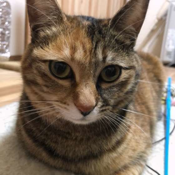 まっすぐカメラ目線の猫