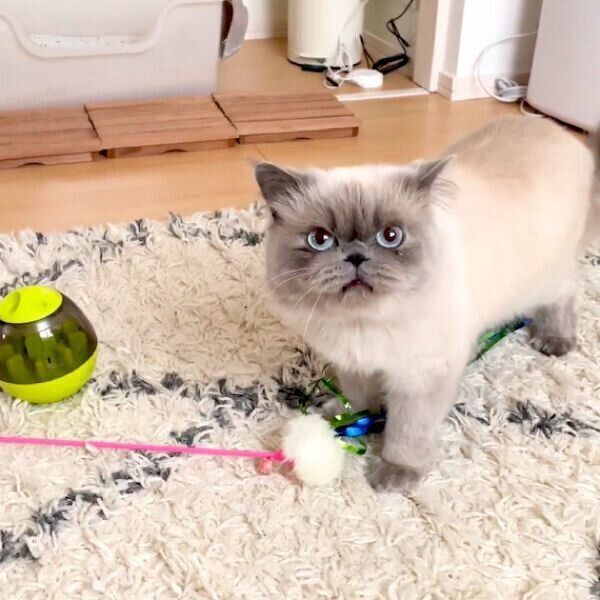 猫じゃらしを落とすほたてくん