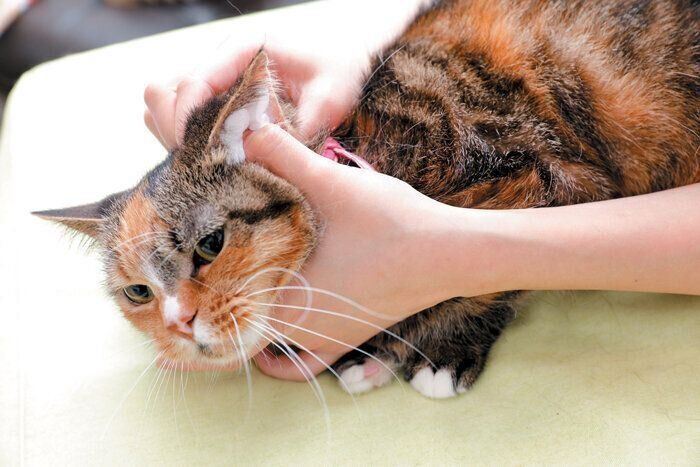 耳に入れてもむ