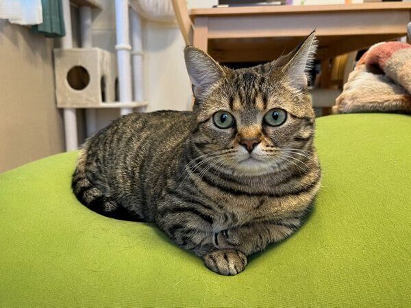 くつろぐもなちゃん