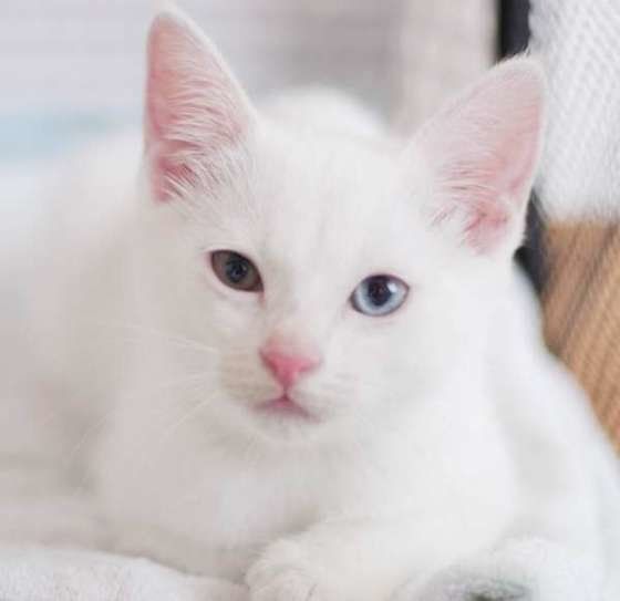 初めておウチに来た瞬間のMIX猫