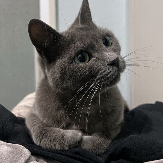 Mix（グレー）のグレちゃん♪