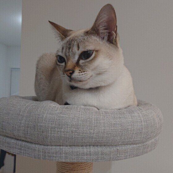 キャットタワーで落ち着くシンガプーラ