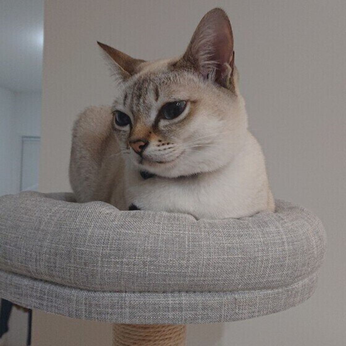 獣医師監修 猫にみかんを与えるときは注意が必要 与えるメリットとデメリットを解説 ねこのきもちweb Magazine 獣医師監修 猫にみかんを与えるときは注意が必要 与えるメリットとデメリットを解説 ねこのきもちweb Magazine