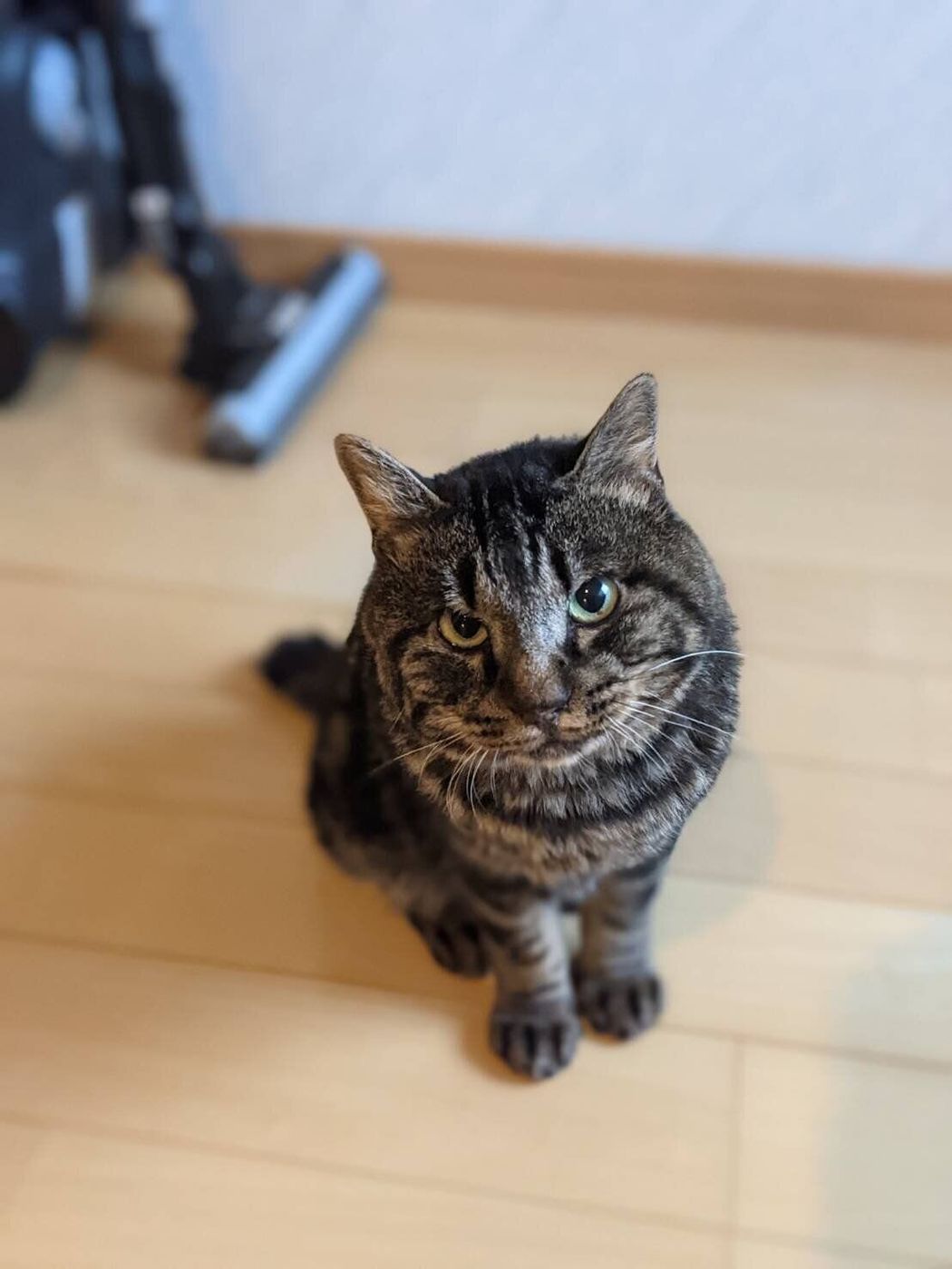 猫のあくびには絶大なる癒し効果がある あくまで自論 を身をもって証明してくれた猫 連載 交通事故にあった猫を拾いました 27 ねこのきもちweb Magazine 猫のあくびには絶大なる癒し効果がある あくまで自論 を身をもって証明してくれた猫 連載 交通事故にあった猫を拾いました 27 ねこのきもちweb Magazine