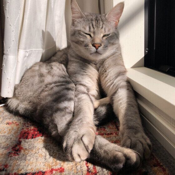 MIXサバトラの炭治郎くん