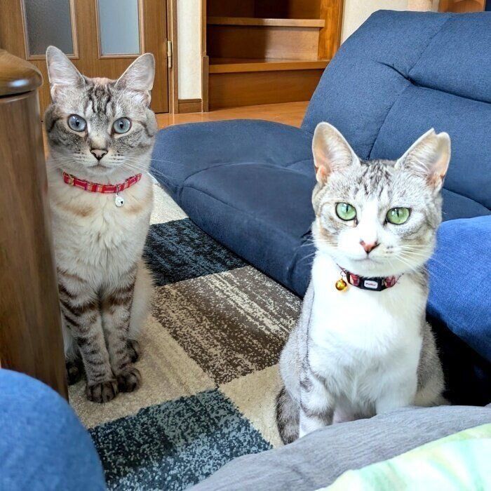 先住猫のこむぎちゃん(左)と一緒におすわりしながら飼い主さんを見つめるあずきちゃん(右)