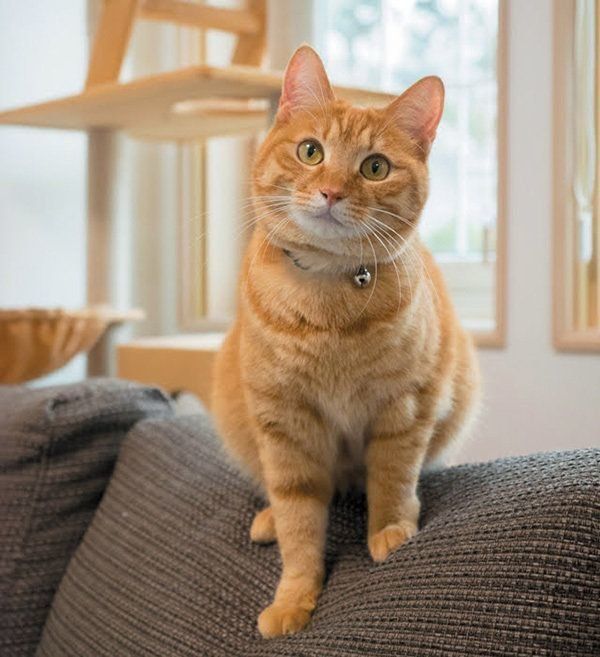 ソファにのる猫