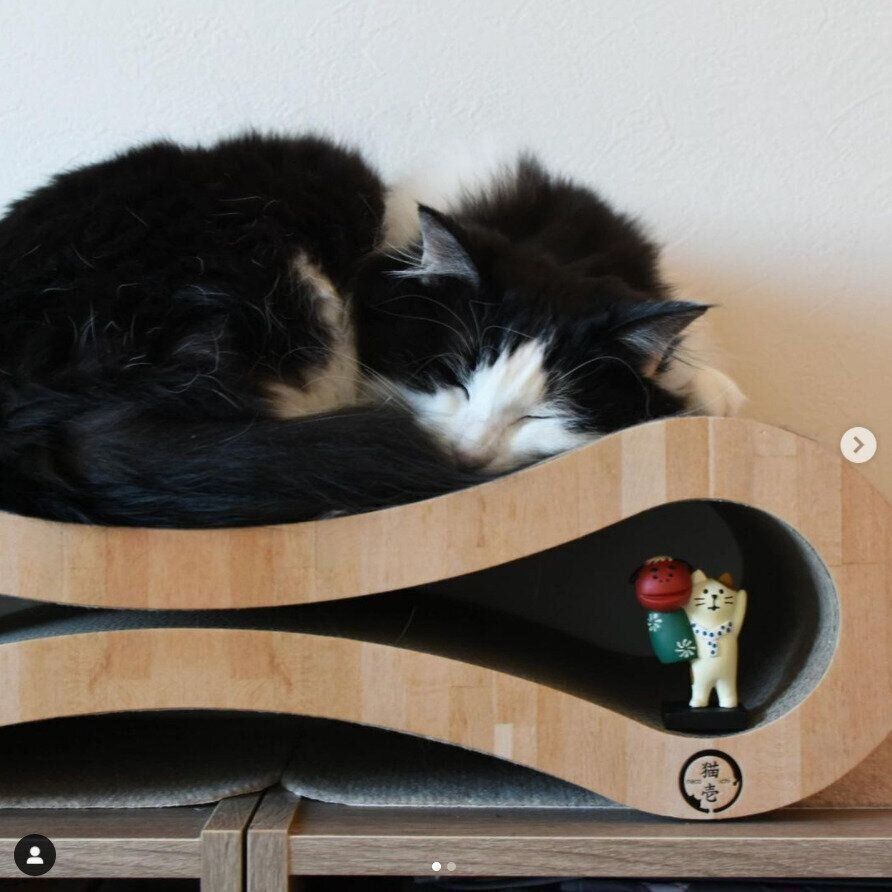 コンコンブルと眠る猫