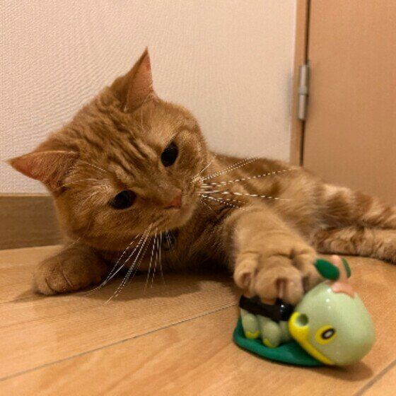 スコティッシュフォールドのこむぎちゃん