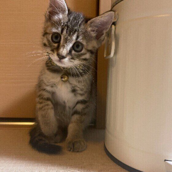 片足を浮かせて座るキジトラ猫