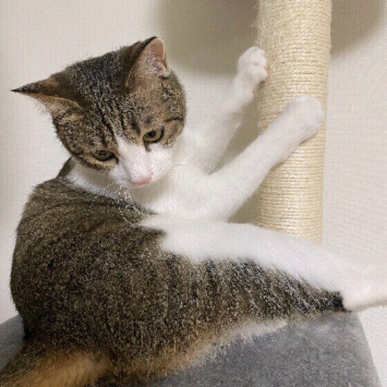 Mix（茶×白）の五郎くん♪