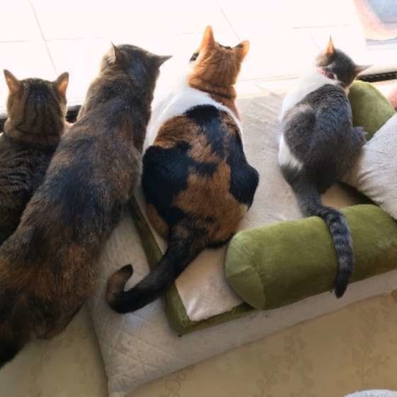 窓の外に舞う落ち葉を観察中（MIX、メス）