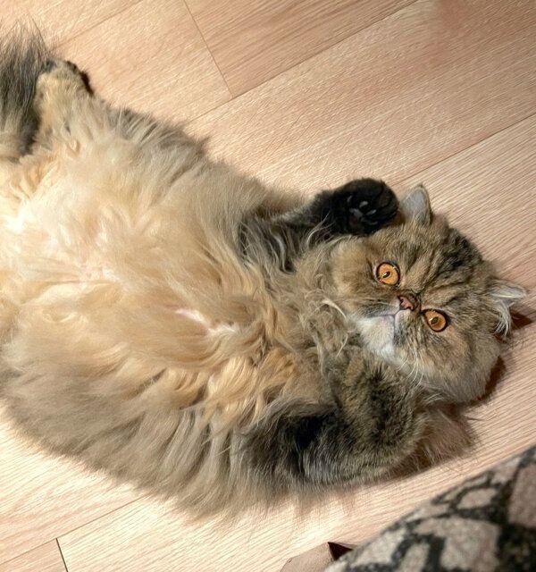 ヘソ天するまーちゃん