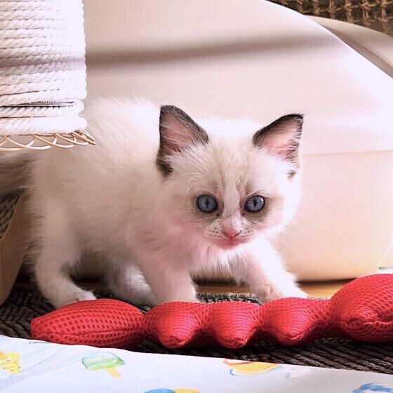 ラグドールのちぇるちゃん