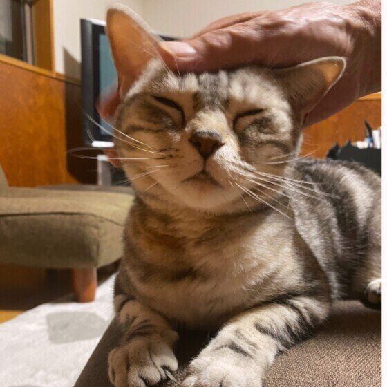 なでなでされる猫（アメリカンショートヘア、メス）