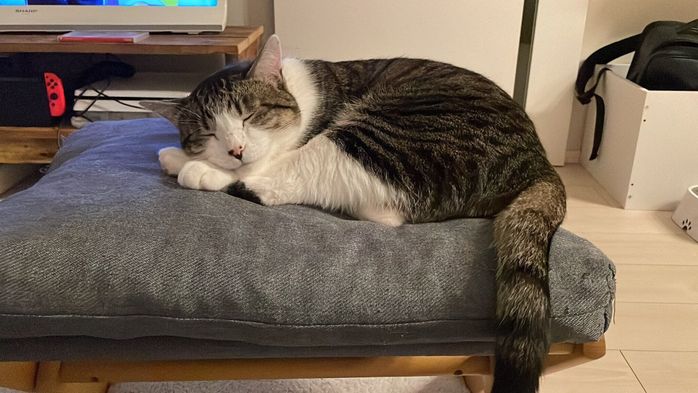 心地よさそうに眠るぽんずくん