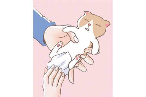 子猫をティッシュでふく