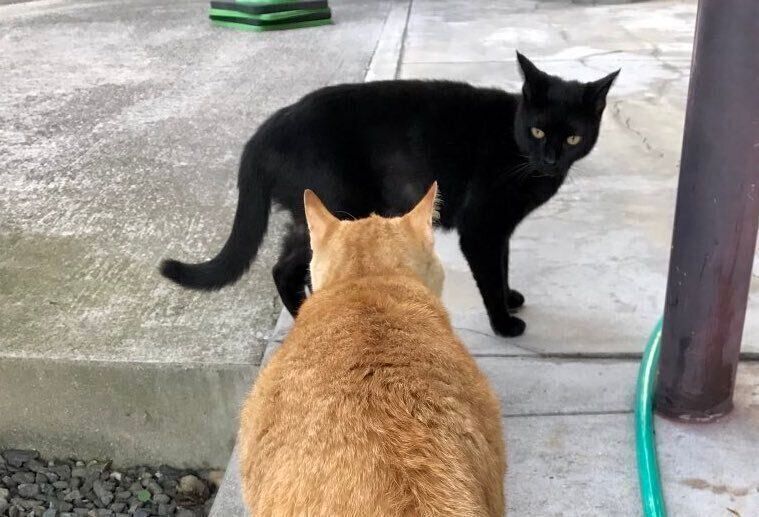 鉢合わせた2匹の猫