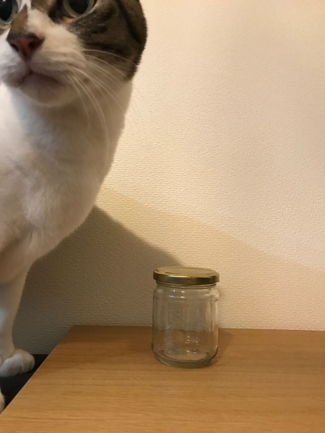 キラキラ 100均グッズで作る猫が降ってくるスノードーム ねこのきもちweb Magazine キラキラ 100均グッズで作る猫が降ってくるスノードーム ねこのきもちweb Magazine