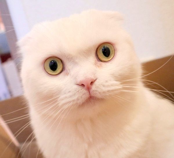 まんまるお目めのむくちゃん