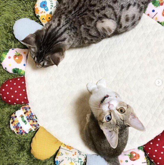 サニーマットに乗る2匹の猫