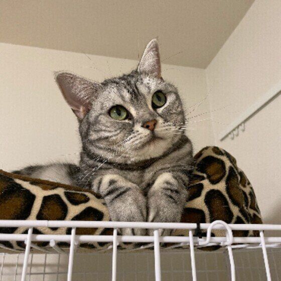 アメリカンショートヘアの希空（のあ）ちゃん♪