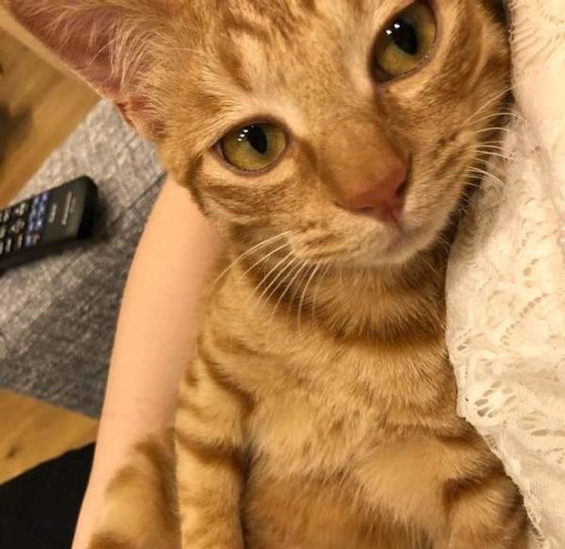 診断付き あなたの愛猫は ホスト ホステス 系猫 際立った特徴とは ねこのきもちweb Magazine 診断付き あなたの愛猫は ホスト ホステス 系猫 際立った特徴とは ねこのきもちweb Magazine