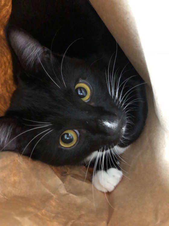 紙袋はぬくぬくなのにゃ