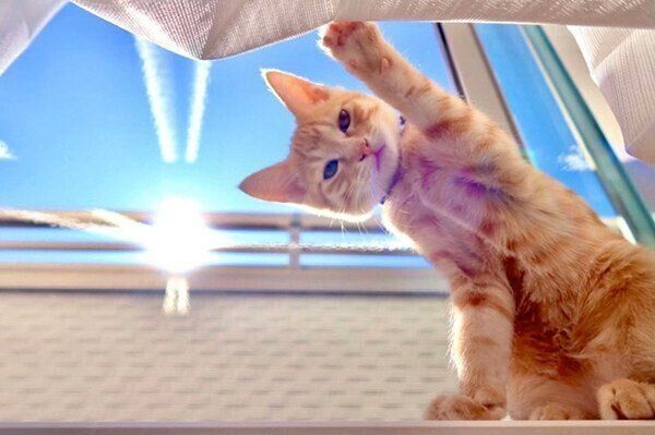 前足をあげるボブくん