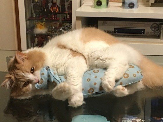 お気に入りをガッチリ掴むスコティッシュフォールド