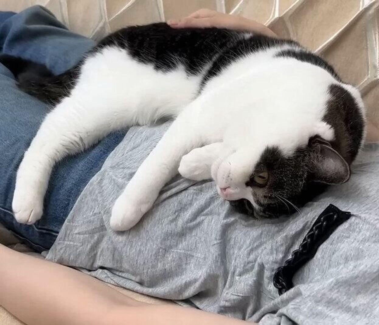 横になると必ず上に乗ってくる猫 なでなでを要求する猫 甘え方はそれぞれ ねこのきもちweb Magazine 横になると必ず上に乗ってくる猫 なでなでを要求する猫 甘え方はそれぞれ ねこのきもちweb Magazine