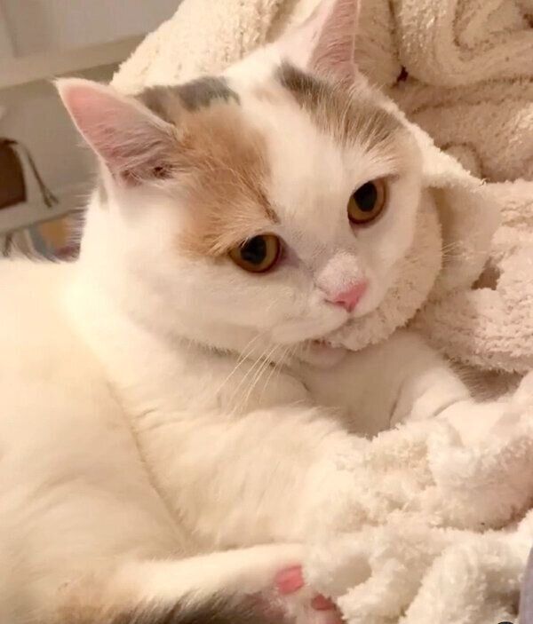 カミカミ&フミフミするしらすちゃん