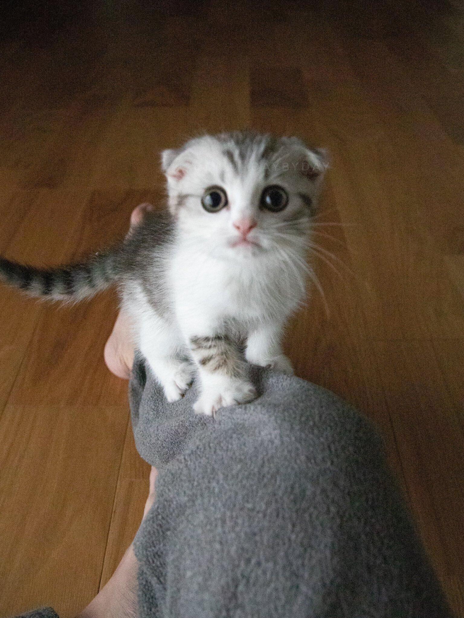 生後3カ月のスコティッシュフォールド