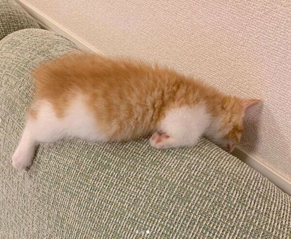 行き倒れるウニちゃん