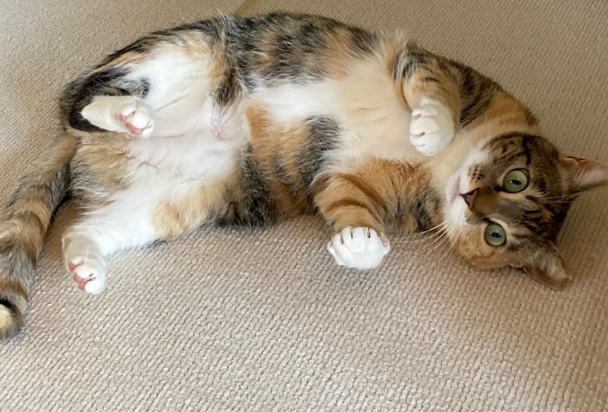 飼い主さんが手に持つおもちゃを見つめるみけちゃん