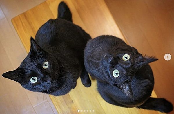 シンクロ黒猫兄弟