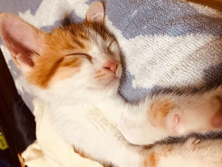 眠っている生後1カ月半頃の猫