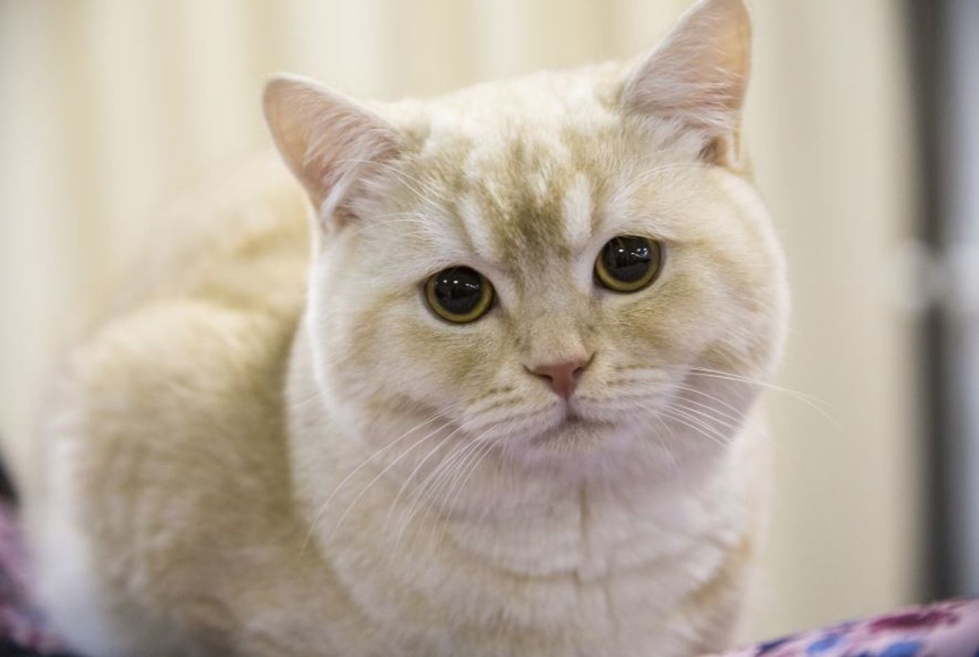 獣医師監修 猫のてんかんの原因や症状 発作の対処法は 治療で治すことはできる